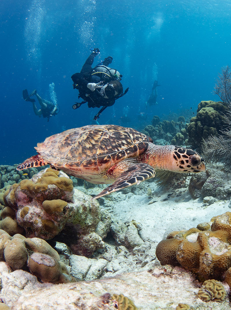 boat dives klein-bonaire tiki diver