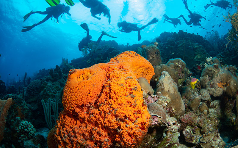 underwater naturalist