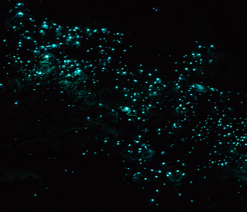 diving-guided-dives-ostracods-night-diving ostracods night diving