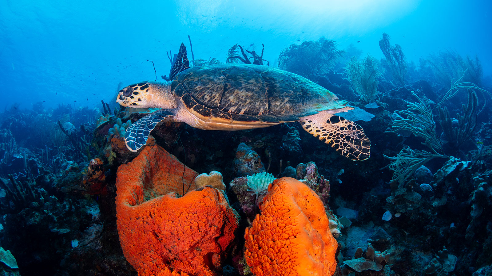 Dive Shops Dive Friends Bonaire