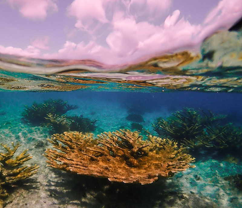 conservation-otherecoprojects-reef-renewal