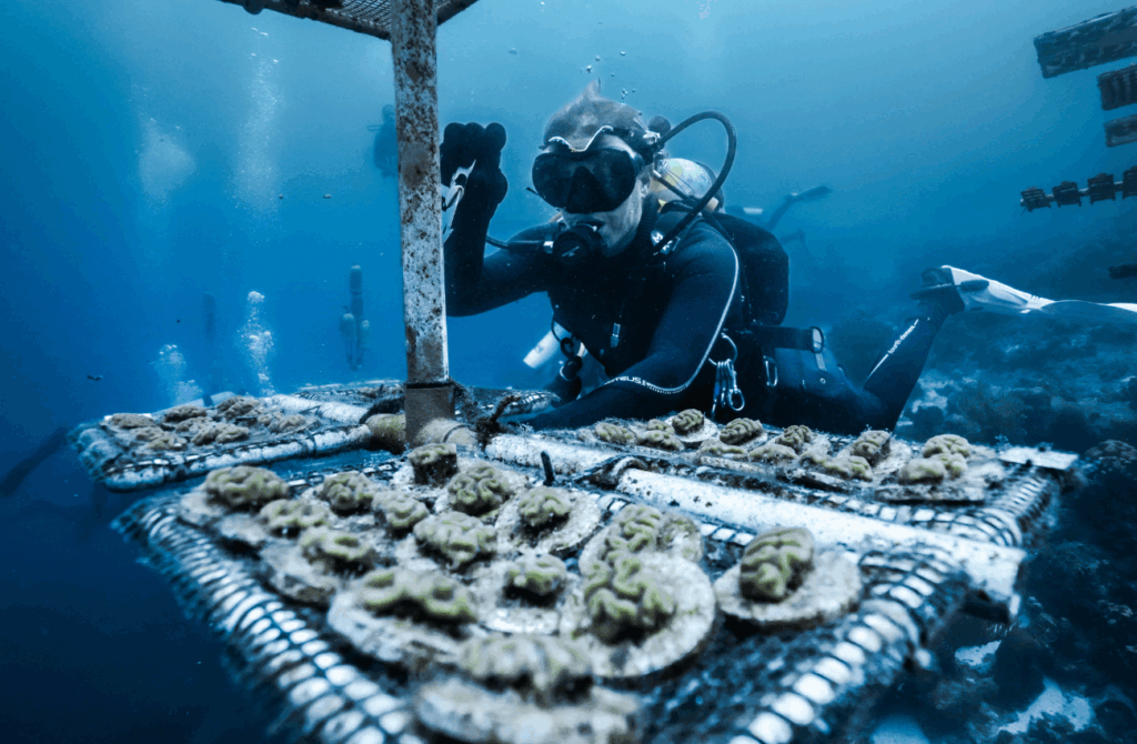 Eco-diving