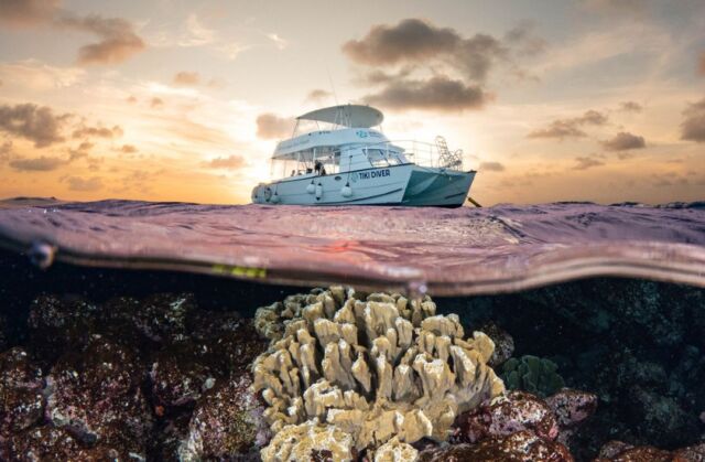 Thinking about taking your dives beyond the shore?
Our latest blog dives into what makes boat diving so special—including the magic of dusk dives, when the reef starts to transform for the night shift.

Read more now—link in bio!

#boatdiving #bonaire #divefriends #scubaadventure #diving #duskdiving #blogpost
