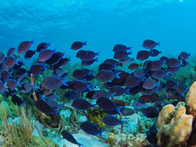 When the blue tangs decide it's time to school, we get our camera ready! 🐟

Who doesn't love watching a school of blue tangs? They roam around the reefs looking for tasty algae to eat, and it's a treat for any diver to witness.

📸 Pieter / Great Blue Bonaire