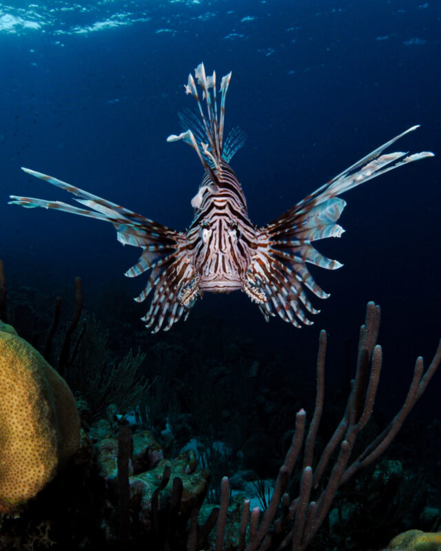 Caption challenge time! 💬

What’s your best caption for this epic underwater moment?

#bonaire #scubadiving #lionfish #captionthis #divefriends #underwaterphotography