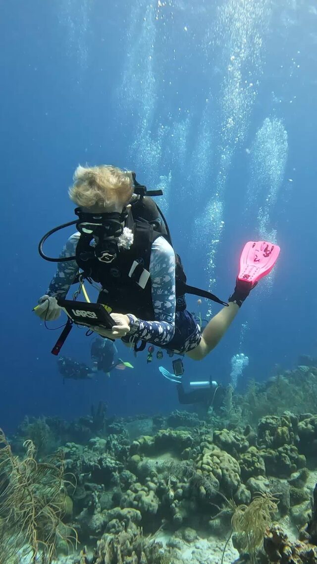 Ever heard of diving without a BCD? Avelo makes it possible. Curious?

Read our blog via the link in our bio.

#diveavelo #bonaire #divefriends #scubadiving #innovation #underwaterworld