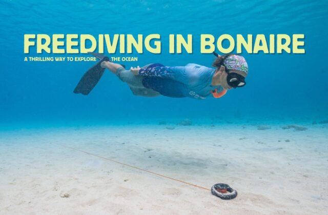 Experience Bonaire like never before. On a single breath. 🫁💙

In our new blog, we’re sharing why this island is a top spot for freedivers of all levels. Whether you’re just starting out or looking to train, there’s something for you beneath the surface.

Read the full blog. Link in bio!

#padifreediving #freediving #bonair #freedivinglife #freedivingcourse #padi