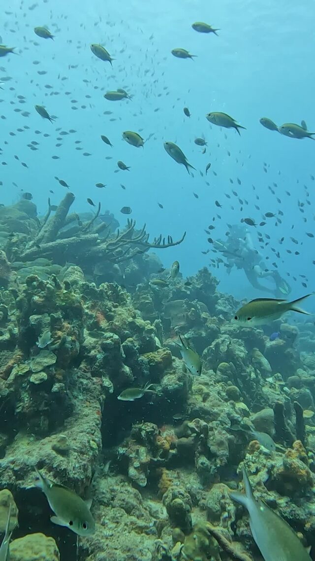Just a typical day underwater in Bonaire 💙

#bonaire #scubadiving #scubalife #divefriends #discoverscubadiving #underwaterworld