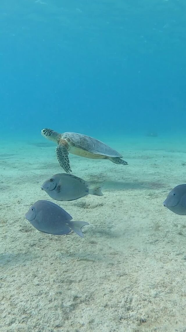 On this World Turtle Day, we’re shining a light on the incredible work of Sea Turtle Conservation Bonaire, the dedicated team protecting Bonaire’s sea turtles so future generations can enjoy these amazing creatures too 🐢

In 2024 alone, they recorded 4 nesting beaches, 132 nests, and an incredible 10,504 hatchlings! 💚

At Dive Friends Bonaire, we’re proud to support their mission by adopting nests and donating needed materials. Want to help too?

Pick up a TSCB t-shirt, research hat, or handmade jewelry at any of our shops — 100% of profits go directly to Sea Turtle Conservation Bonaire. Or visit bonaireturtles.org to make a contribution.

Together, we can keep Bonaire’s turtles safe for years to come. ✨

#worldseaturtleday #bonaire #seaturtle #underwaterworld #scubadiving