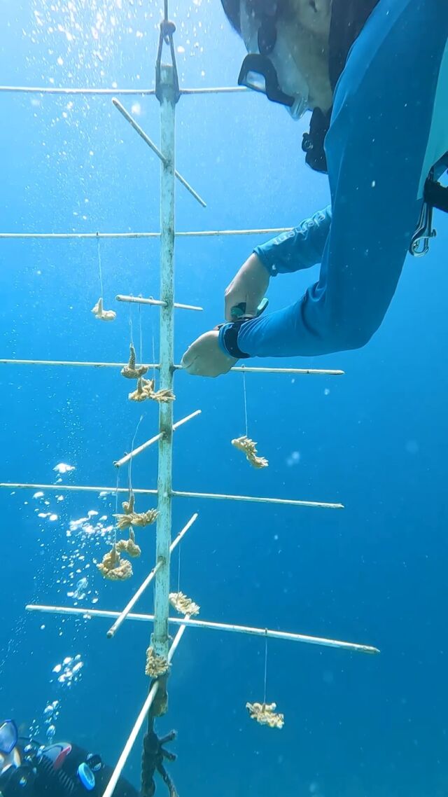 Want to give a helping hand to rebuild vibrant, healthy reefs for future generations?
 
At Dive Friends Bonaire, we’re dedicated to giving back to the ocean, one way we do our part is through Reef Renewal Bonaire. By growing and transplanting corals.
 
If you want to be part of the change, join a Reef Renewal dive and make a real impact while exploring Bonaire’s underwater world!

@reefrenewalbonaire

#ecodiving #reefrenewal #bonaire #diving #coral