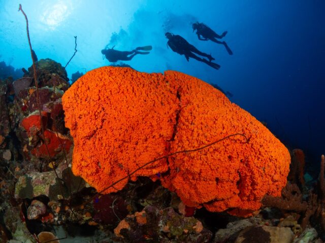Think sponges are just background reef décor? Think again!

These reef heroes are natural water filters, pulling in and cleaning thousands of liters of seawater every day. That means clearer water, healthier corals, and happier marine life! 🐠

📸 Orange Elephant Ear Sponge
📸 Pink vase sponge
📸 Stove Pipe Sponge
📸 Stovepipe Sponge with a Sponge Brittle Star

#bonaire #underwaterphotography #bonaire