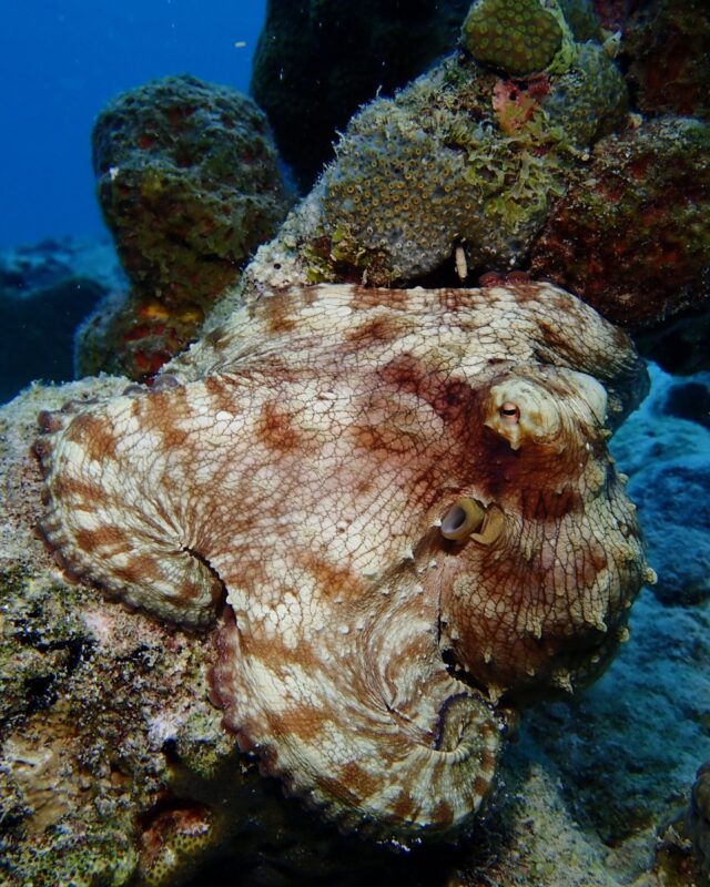 Some of the ocean's coolest creatures are also its sneakiest. From stonefish that look like rocks to octopuses that can impersonate other animals (yes, really!), camouflage is the name of the game underwater.

These ocean ninjas have evolved to blend in, hide out, and sometimes even fool predators into thinking they’re someone else. Swipe through (or watch closely) and see if you can spot them all — it’s not as easy as you think! 🐙🪸

#scubalife #bonaire #underwaterworld #marinelife #divefriends
