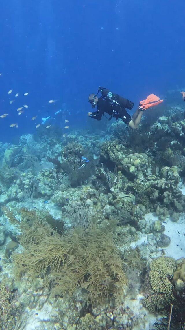 A new dive experience is coming 👀
And let’s just say… Scuba will never feel the same.

Stay tuned for the Avelo Signature Experience.

#diveavelo #avelodivecenter #bonaire #scubadiving #innovation