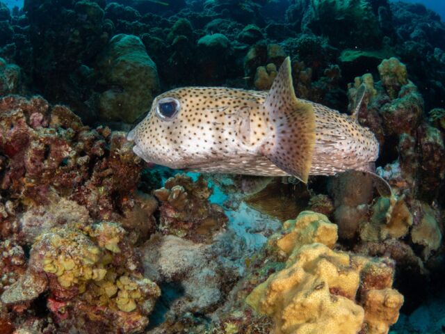 These are some of the friendliest fish in Bonaire's waters 😃

Do you know their names?

#fishid #bonaire #marinelife #underwater #scuba