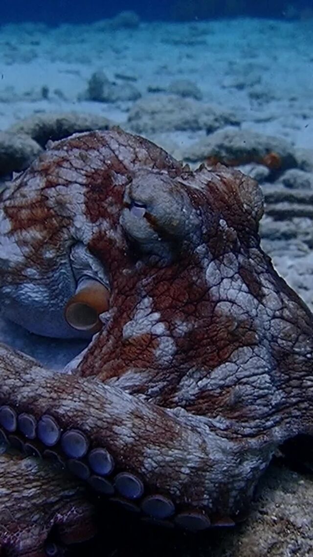 Hey, hey, hey! 👋 Our underwater friends are here to say hi!

A dive in Bonaire means meeting the most incredible marine life up close! Which one would you love to meet on your next dive? Tell us below! 👇

#bonaire #divefriends #underwaterworld #marinelife #bonairediving