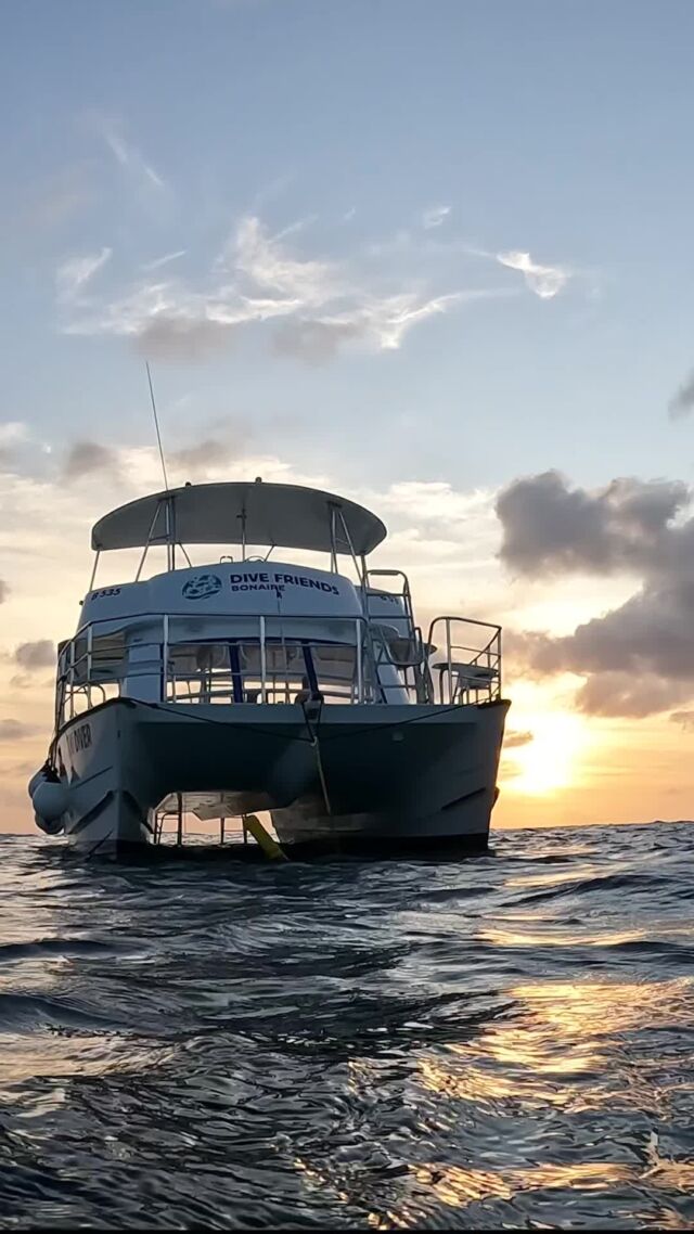 Ready to see the reef in a whole new light?

Hop aboard for a dusk boat dive and witness the vibrant transition from daytime bustle to nighttime mystery.

After the dive enjoy complimentary beer, wine and snacks!

#duskdiving #boatdiving #bonaire #scubadiving #travel