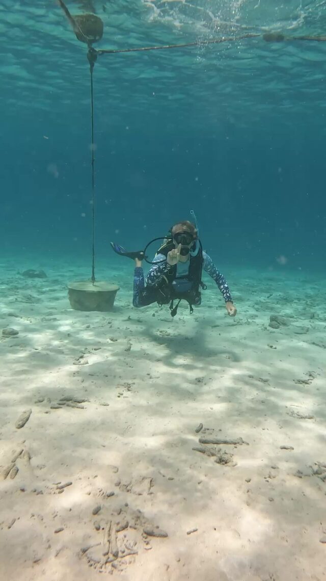 One of the key skills in your Open Water Course is the no mask swim. Helping you build confidence, control, and trust in yourself underwater.

It might seem intimidating at first, but you’ll realize just how capable you really are 💪

@pieter_de_great

#scubaskills #bonaire #divefriends #scubadiving #padi #discoverscubadiving