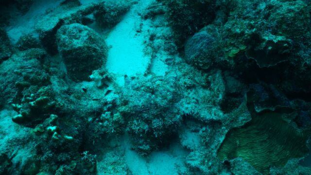 Some marine creatures have incredible camouflage skills—can you spot the one in this photo? Let us know in the comments! 👇

#underwaterworld #hideandseekchallenge #bonairediving #divefriends