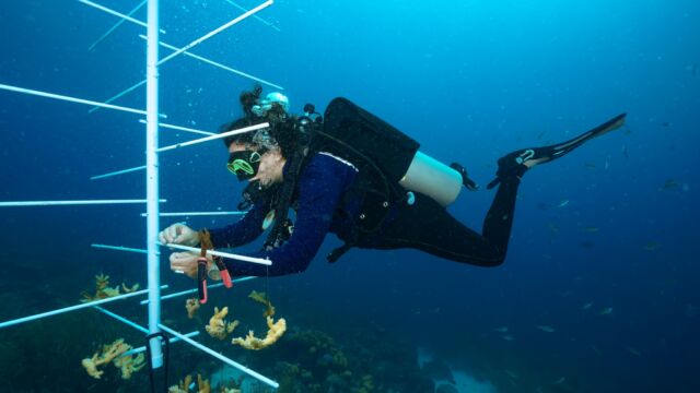 Help restore Bonaire’s reefs and become a Reef Renewal Diver! 🪸

This distinctive specialty course is perfect for divers ready to learn coral gardening techniques and become certified Reef Renewal volunteers.

As a Reef Renewal Diver, you’ll take part in on-land lessons that introduce you to coral nursery maintenance and coral propagation. You’ll then put this knowledge to work in the water, where you’ll help maintain coral nurseries, improve your buoyancy skills, and propagate new corals to be outplanted onto the reef. By the end of the course, you’ll be part of Reef Renewal Foundation Bonaire’s network of volunteers, with the option to join in future volunteer dives whenever you return to Bonaire.

Minimum Age: 12
Number of Dives: 3
Approximate Time: 2 days
Prerequisites: Open Water Certification or Junior Open Water Certification
Price per person: $225

#reefrenewal #coralreefrestoration #bonaire