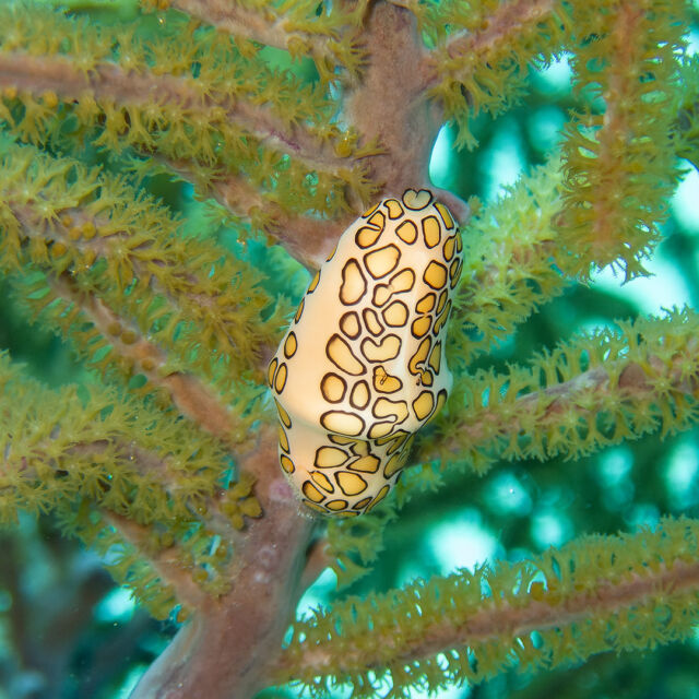 Tiny but mighty! 🐠 Small marine life—like shrimp and slugs—play a crucial role in keeping Bonaire’s reefs thriving. These small creatures help maintain coral health, control algae growth, and support the entire marine ecosystem.

Next time you dive, take a closer look—you might be surprised by the tiny wonders hiding in plain sight! 👀

📸 / Duncan Versteegh

#bonaire #divefriends #scubadiving #underwaterworld #marinelife