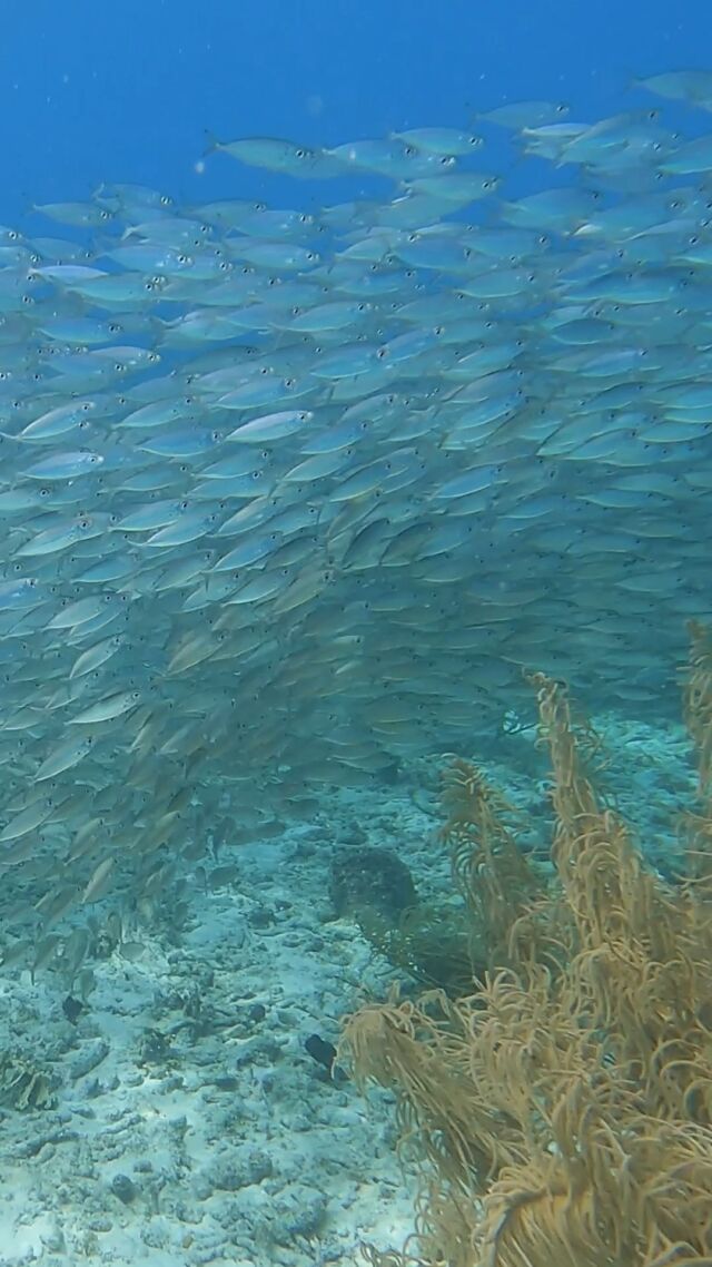 Imagine thousands of fish moving in perfect harmony, creating a living, swirling spectacle. These tiny fish use teamwork and speed to escape their hungry foes.

Have you ever witnessed a baitball up close? Let us know! 👇

#baitball #bonaire #underwaterworld #bonairediving #divefriends