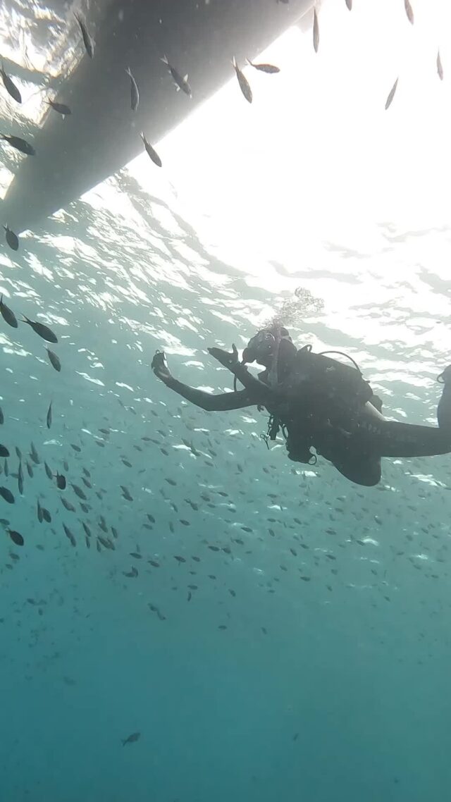 When I swim through a school of fish and I think the fish are greeting me. 
What do you think the fish are saying?

🐟 “They’re back with the GoPro again… everyone smile!”
🐠 “Why are they always so surprised to see us? We live here.”
🪸 "Ugh, another diver? At least this one has good buoyancy."

#scubalife #bonaire #underwaterworld #scubadiving #divefriends