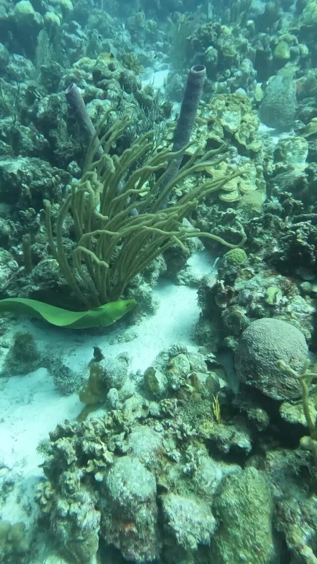Just when you thought the reef was quiet…

#greenmorayeel #underwaterworld #bonaire #divefriends #scubadiving