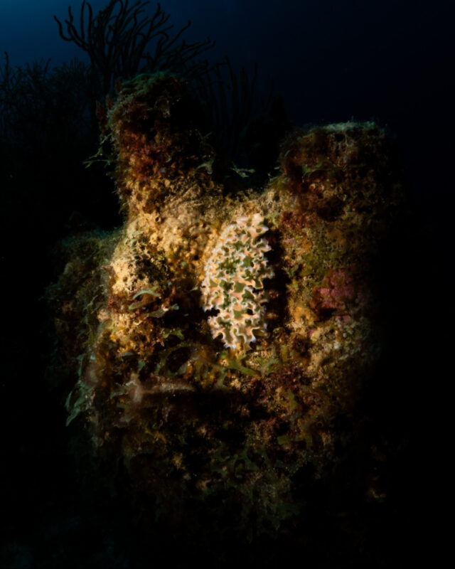 At night, the reef reveals its hidden magic. Nocturnal creatures emerge, and masters of camouflage like the Lettuce Sea Slug suddenly stand out — glowing and gliding through the dark like underwater fireflies.

What fascinating creatures have you spotted on a night dive? 👀

#nightdive #scubadiving #bonaire #divefriends #lettuceseaslug