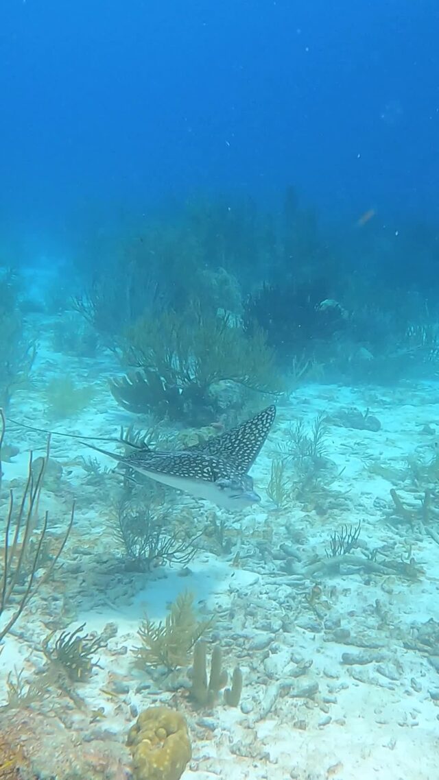 We’re all just passing through… so make it unforgettable!

Make the most of your time underwater with our Early Bird Deal – 15% off guided dives, courses, and more when you book by July 15 for trips between Aug 1 – Oct 31.
Use the code: EARLYBIRD

#bonaire #divefriends #scubalife #scubadiving #underwaterworld #earlybird